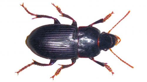 Réf. 221 918 : Harpalus tardus